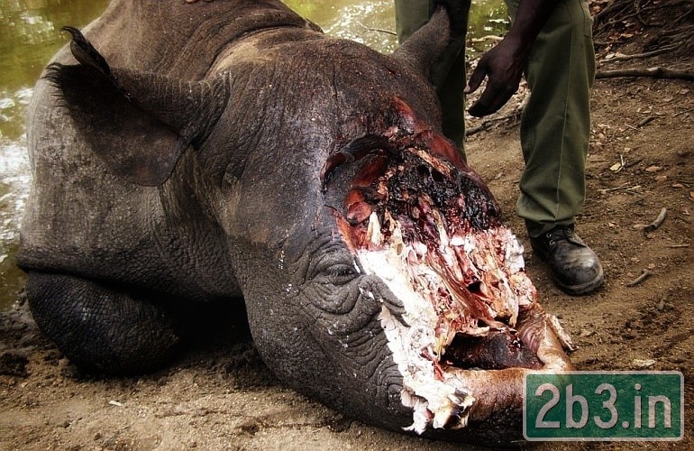 Brutalna rzeczywistość związana z nosorożcami (c) collage / SA Promo Magazine